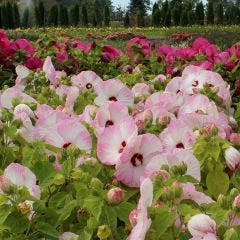 Assortiment d’hibiscus Luna, 2 gal