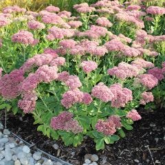 Sedum assorti, 1 gal