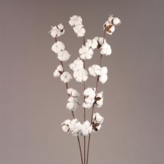 Cotton Stems