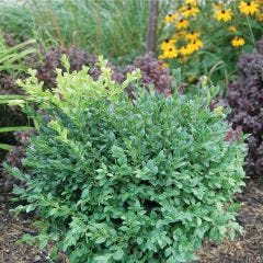 Green Gem™ Boxwood 2G