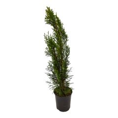 Emerald Cedar 1G