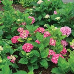Pw® Let'S Dance Big Band® Hydrangea 2G