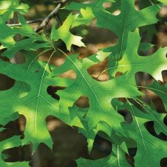 Pin Oak 7G