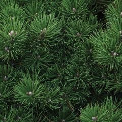 Dwarf Mugo Pine 1G