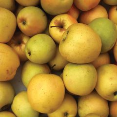 Yellow Delicious Apple 7G