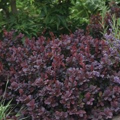 Concord Barberry 1G