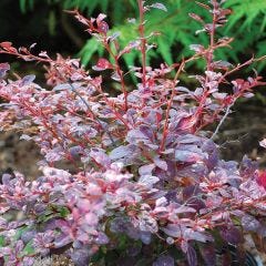 Rose Glow Barberry 1G