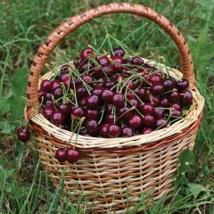 Stella Sweet Cherry  7G