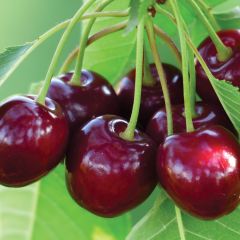 Van Sweet Cherry  7G