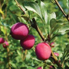 Dolgo Crabapple 7G