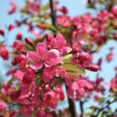 Prairiefire Crabapple 7G