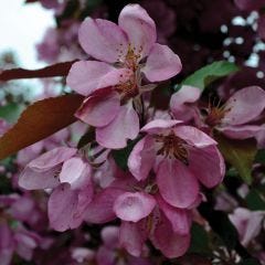 Thunderchild Crabapple 7G