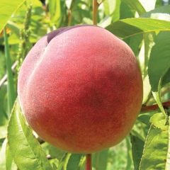 Red Haven Peach 7G