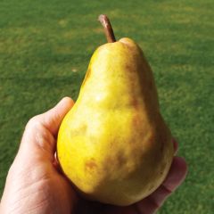 Bartlett Pear 7G