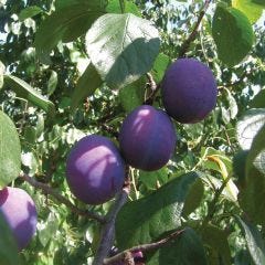 Italian Prune Plum 7G