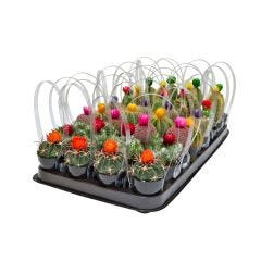 Cactus Strawflower Ceramic 2.5"