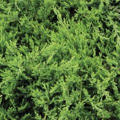Youngstown Juniper 1G