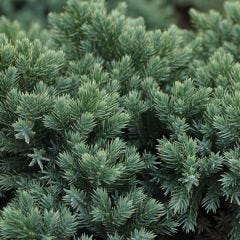 Blue Star Juniper 1G