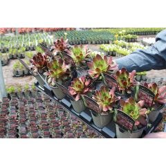Assorted Perennials-1 Qt.