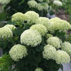 Invincibelle Limetta Hydrangea 2G
