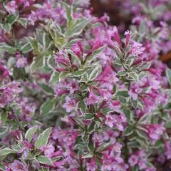 My Monet Purple Weigelea 2G