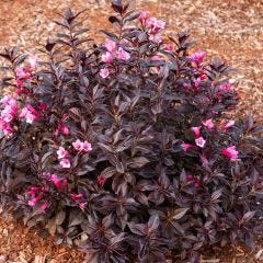 Stunner Weigelea 2G