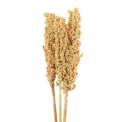 Assorted Milo Berries Stems Terra Cotta Or Natural