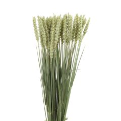 Assorted Grass Tarwe Or Wheat Stems
