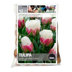Ice Cream Tulip Fall Bulb