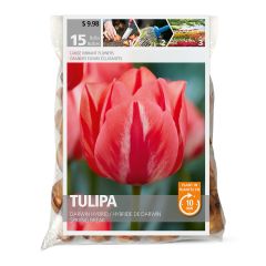Darwin Spring Break Tulip Fall Bulb