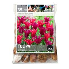 Viridiflora Doll's Minuet And Purple Doll Tulip Fall Bulb