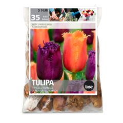 Fringed Curly Sue & Lambada Tulip Fall Bulb