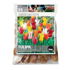 Assorted Lily Tulip Fall Bulb