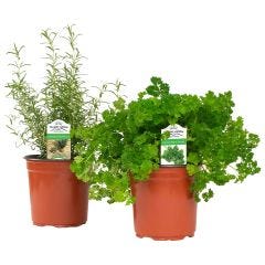 5.5" Specialty Herbs