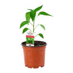 5.5" Specialty Vegetables