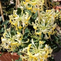 Honeysuckle Scentsation (PW) 2G