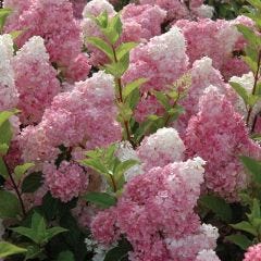 Hydrangea Vanilla Strawberry 3G