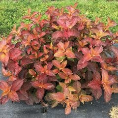 Weigelea Midnight Sun (PW) 2G