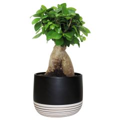 Bonsai Upgrade 6"