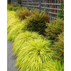 Hakonechloa Grass Assorted 1G