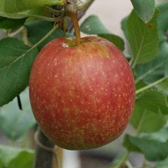 Gala Apple 7G