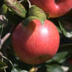 Honeycrisp Apple 7G