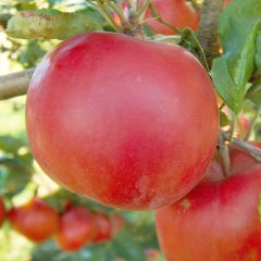 Red Mcintosh Apple 7G