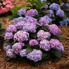 Let'S Dance Blue Jangles Hydrangea PW 2G