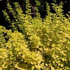 Aurea Nana Barberry 1G