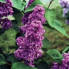 French Charles Joly Lilac 3G