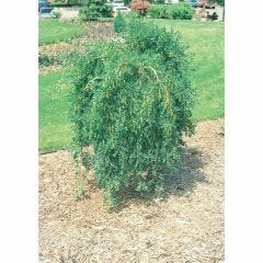 Caragana Weeping Standard