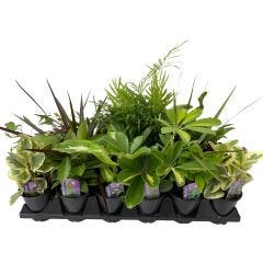 3.5" Tropical Foliage