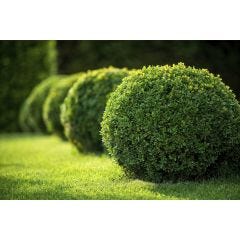 Green Velvet Boxwood 5G