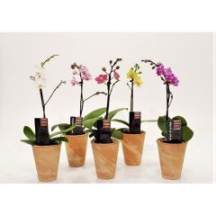 3" Piccola Orchid in Clay